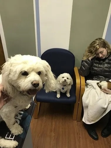 Abby, Asia and Sedona sitting in the veterinary clinic waiting room in Carol Stream