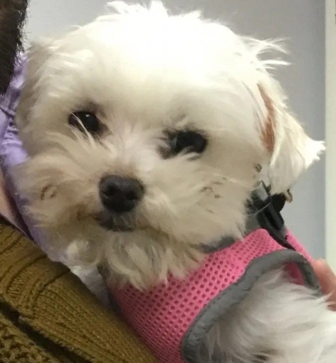 Adorable Bailey Maggie Maltese puppy wearing a pink harness at a veterinary visit in Carol Stream