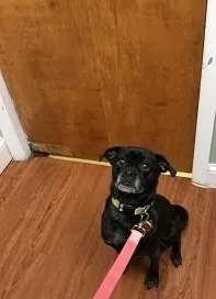Black pug mix Bailey Varney on a pink leash sitting in the veterinary clinic in Carol Stream