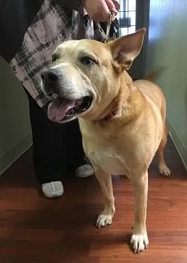 Happy Bart Patel dog standing in the veterinary clinic in Carol Stream