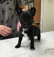 Tiny black Chihuahua puppy Bazaldua Max standing on a veterinary exam table in Carol Stream