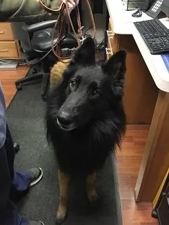 Beautiful Belgian Tervuren dog Bruce Franklin standing in the veterinary clinic in Carol Stream