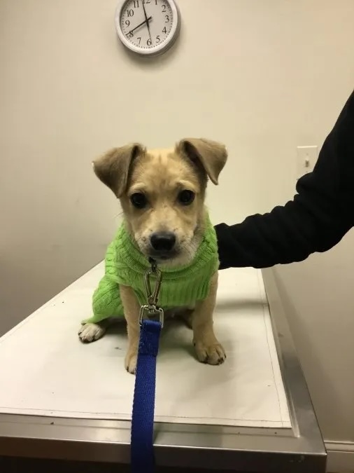 Adorable tan puppy Camacho Cubby wearing a green sweater on a veterinary exam table in Carol Stream