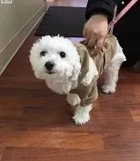 Small white Bichon dog Camilla Palacio wearing a sweater at the veterinary clinic in Carol Stream
