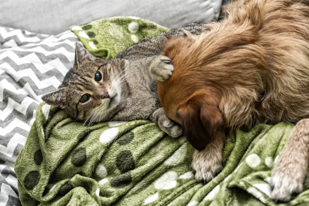 Carol Stream Veterinary Hospital