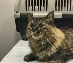 Long-haired tortoiseshell cat Cherie Callfas resting on a veterinary exam table in Carol Stream