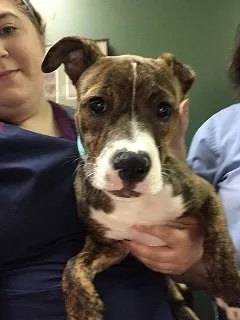 Brindle pit bull puppy Crest Athena being held by veterinary staff during a clinic visit in Carol Stream