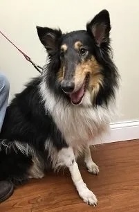 Friendly Collie Daisy Hallack dog sitting in the veterinary clinic in Carol Stream