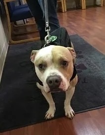 White pit bull Darwin Wrenn on a leash standing in the veterinary clinic in Carol Stream