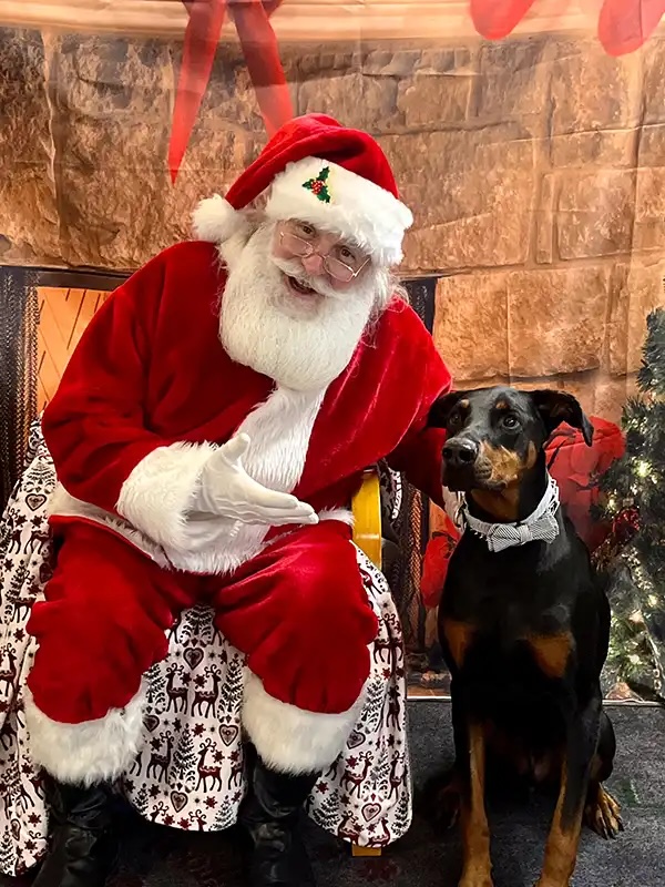 Doberman wearing a bow tie sitting beside Santa at the Santa Paws event in Carol Stream
