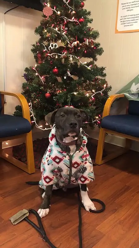 Dog wearing a festive jacket sitting by the Christmas tree at a veterinary clinic in Carol Stream