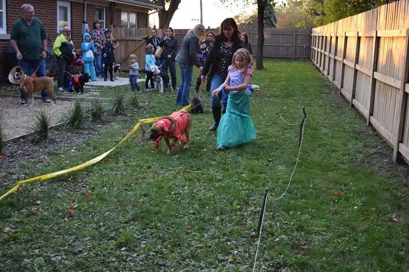 Dog in costume walking with owner during a Halloween pet costume parade in Carol Stream