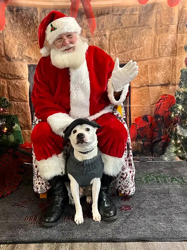 Small dog in a knit sweater and hat posing with Santa at the Santa Paws event in Carol Stream