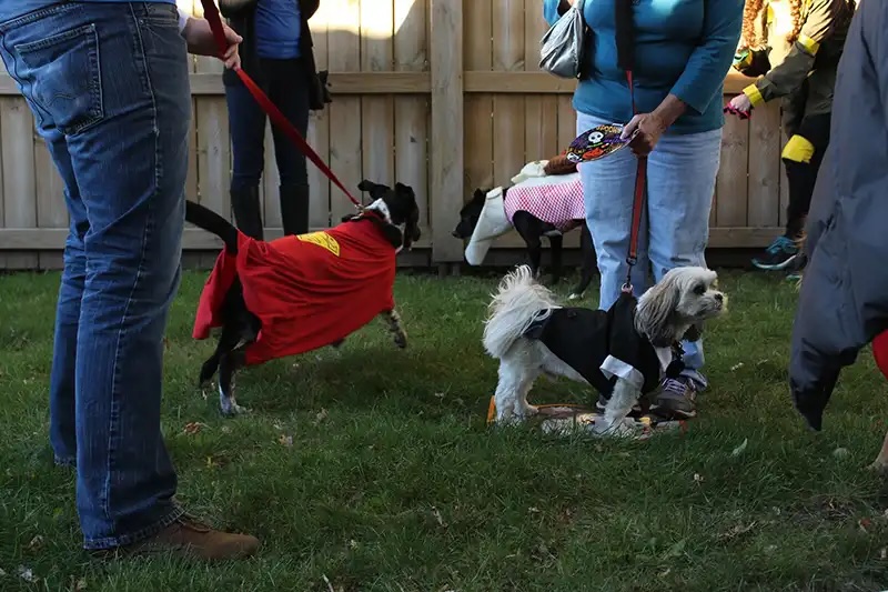 Small dogs dressed in Halloween costumes at a community Howl-o-Ween pet event in Carol Stream