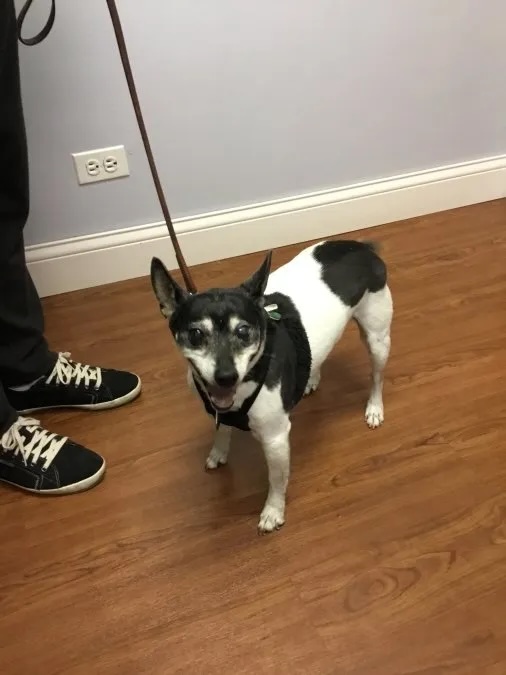 Small black and white mix terrier Domino Baier on a leash at the veterinary clinic in Carol Stream