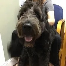 Large black Labradoodle Dudley Johnston smiling during a veterinary visit in Carol Stream