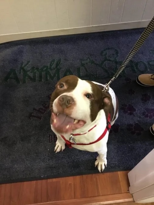 Smiling English Bulldog Ollie standing on the veterinary clinic welcome mat in Carol Stream