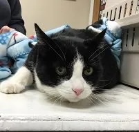 Black and white cat Frankenstein Miller resting on a blanket at the veterinary clinic in Carol Stream