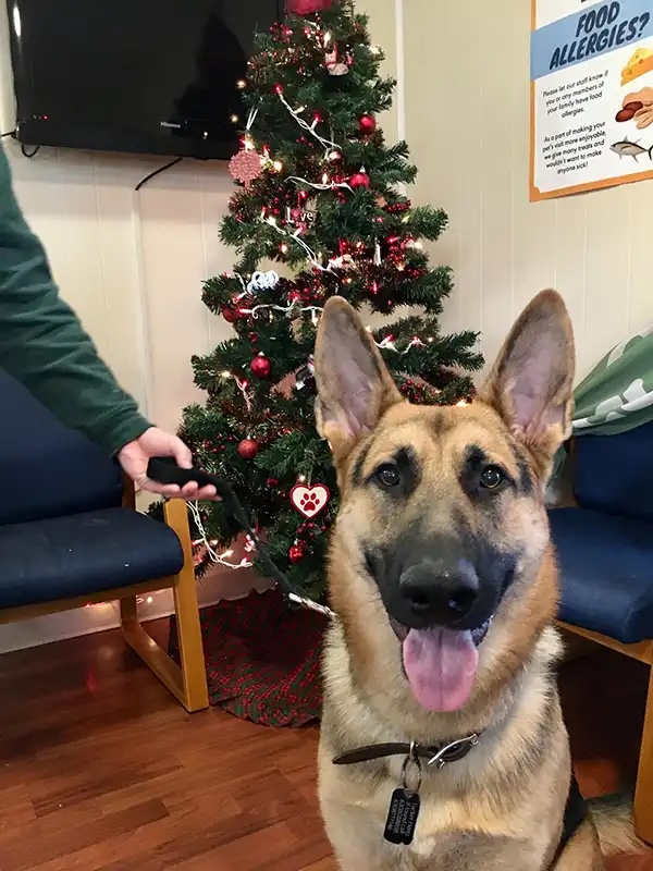 Happy German Shepherd sitting in front of a Christmas tree at a veterinary clinic in Carol Stream
