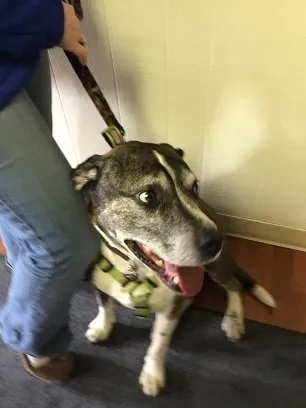 Happy brindle husky mix Gill Tyghe wearing a harness at the veterinary clinic in Carol Stream