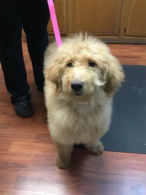 Fluffy Goldendoodle puppy Luna on a pink leash standing in the veterinary clinic in Carol Stream