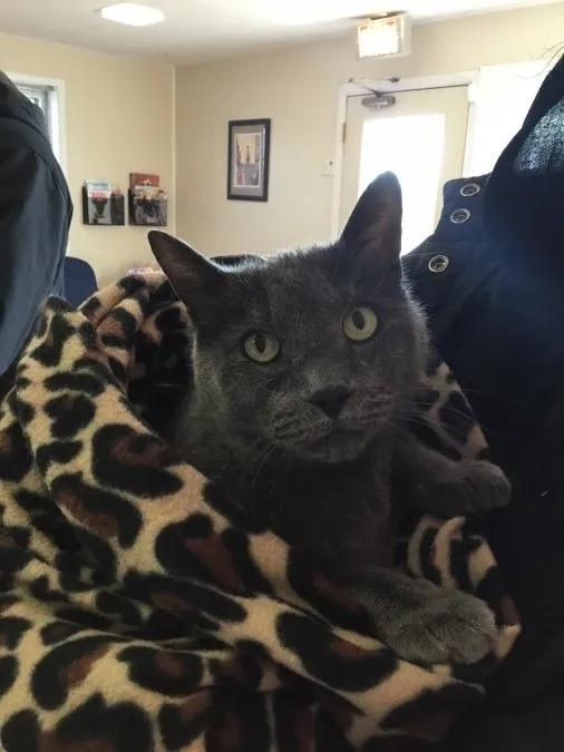 Gray cat Rizvi wrapped in a leopard print blanket at the veterinary clinic in Carol Stream