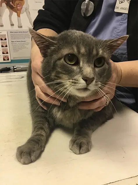 Gray tabby cat Delilah being held during a veterinary exam in Carol Stream