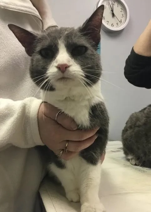 Gray and white cat Chloe being held on a veterinary exam table in Carol Stream