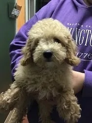 Fluffy Goldendoodle puppy Gumball Velez being held during a veterinary visit in Carol Stream
