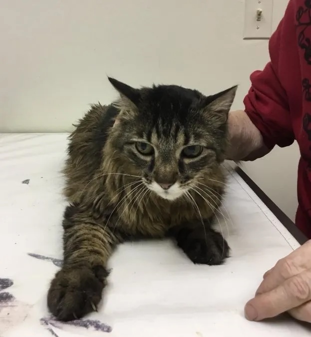 Hallo long-haired tabby cat resting on a veterinary exam table during a checkup in Carol Stream