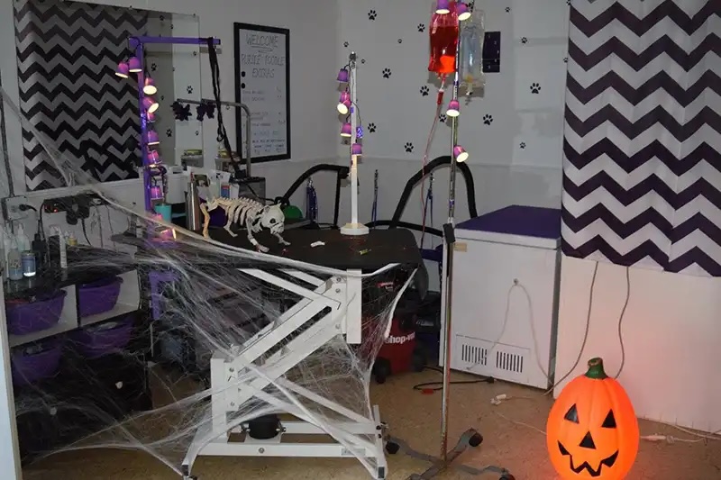 Veterinary grooming room decorated with Halloween spider webs and pumpkins in Carol Stream