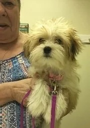 Small fluffy dog Halo Kah on a pink leash being held at the veterinary clinic in Carol Stream