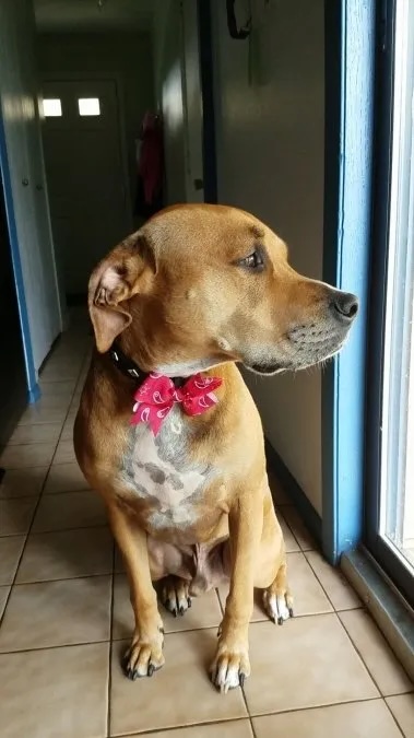 Golden lab mix Higgins Nelson wearing a red bow tie sitting by the window at the veterinary clinic in Carol Stream
