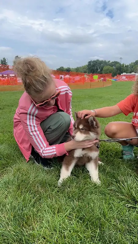 Person petting a husky puppy at the Annual Charity Dog Show first aid tent in Carol Stream