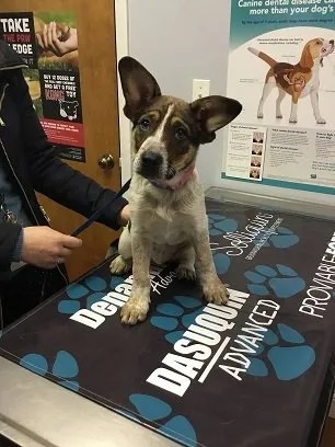 Curious mixed breed puppy Keezer Daisy sitting on a veterinary exam table in Carol Stream