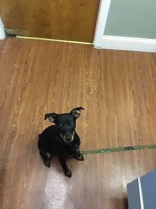 Black and tan Miniature Pinscher Knackstedt Kaiser sitting on the veterinary clinic floor in Carol Stream