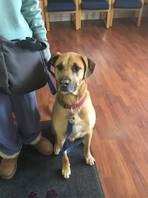 Friendly lab Smalls mix on a red leash sitting in the veterinary waiting room in Carol Stream