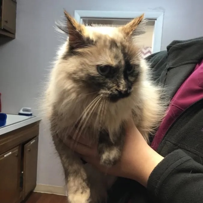 Long-haired calico cat Navi being held during a veterinary visit in Carol Stream