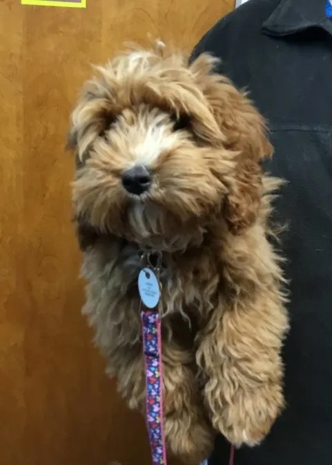 Fluffy golden Cavapoo puppy Lulu being held at the veterinary clinic in Carol Stream