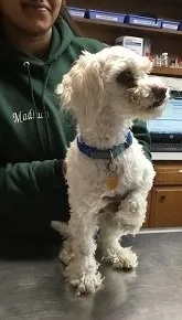 White Cockapoo Mumford Bailey sitting on a veterinary exam table in Carol Stream