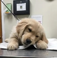 Sleepy Golden Retriever puppy Oats Bragg resting on a veterinary exam table in Carol Stream