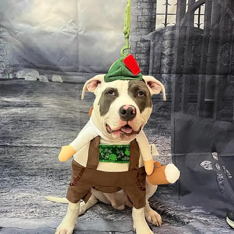 Pit bull dressed in a festive Halloween costume posing at a Howl-o-Ween photo booth in Carol Stream