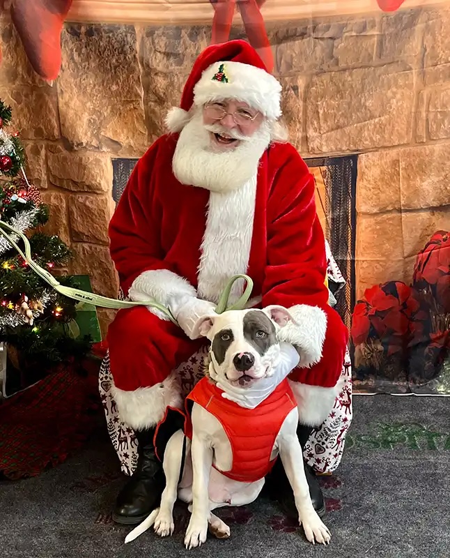 Pit bull wearing a red vest posing with Santa at the Santa Paws charity event in Carol Stream