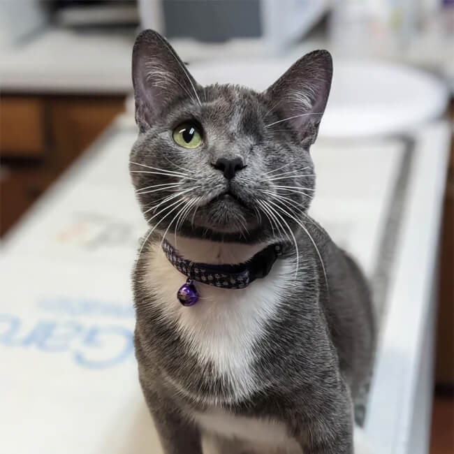 Pita