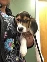 Beagle puppy Rachel Ege being held at the veterinary clinic in Carol Stream
