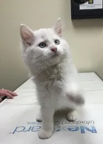 Fluffy white kitten Ralphie Breen standing on a veterinary exam table during a checkup in Carol Stream