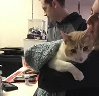 Orange and white cat Rascal Bye being held by owner at the veterinary clinic in Carol Stream