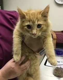 Fluffy orange tabby kitten Redman Butters being held during a veterinary exam in Carol Stream