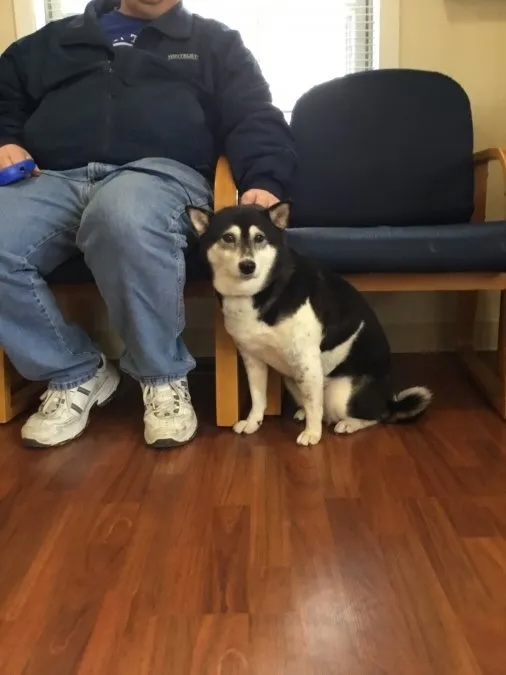 Black and white Shiba Inu Roxy Anzelmo sitting beside owner in the veterinary waiting room in Carol Stream