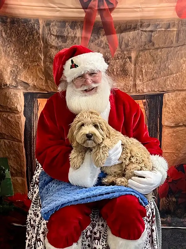 Santa holding a fluffy goldendoodle puppy at the Santa Paws photo event in Carol Stream